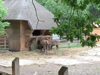 IMG_5565.jpeg